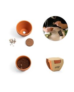 ANETHUM - Clay pot with dill