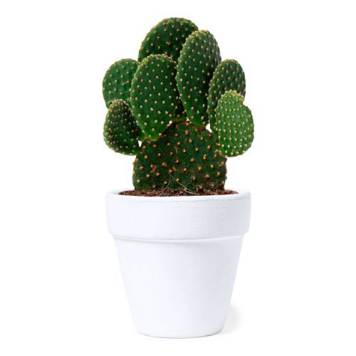 KONTE - Flowerpot