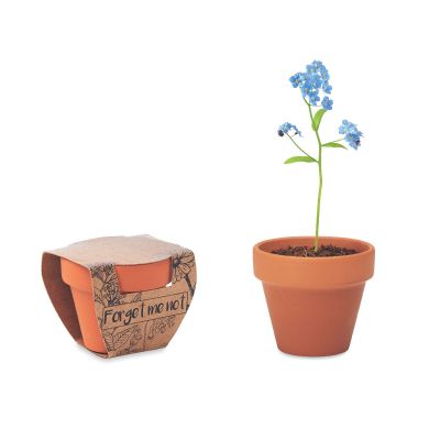 FORGET ME NOT - Terracotta pot ''