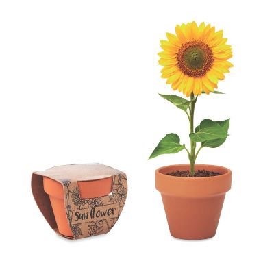 SUNFLOWER - Terracotta pot ''