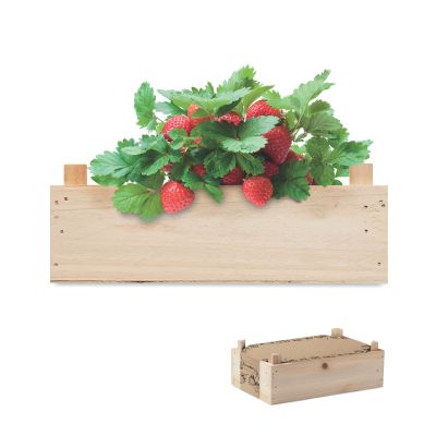 STRAWBERRY - Kit in wooden crate