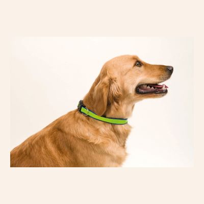 MUTTLEY - Pet Collar