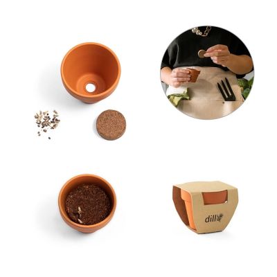 ANETHUM - Clay pot with dill
